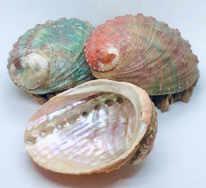 Abalone Shells | The Clean Home Shop & Refillery